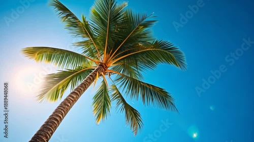 Wallpaper Mural Tropical palm tree under bright blue sky
 Torontodigital.ca