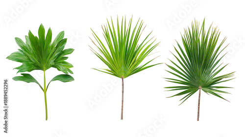 Three varieties of Serenoa repens saw palmetto creeping trunk on transparent background