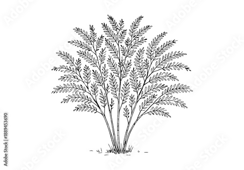 Acacia Tree Hand Drawn Illustration Vector by AZ for Books, Arts, Design and Decoration Graphic Asset