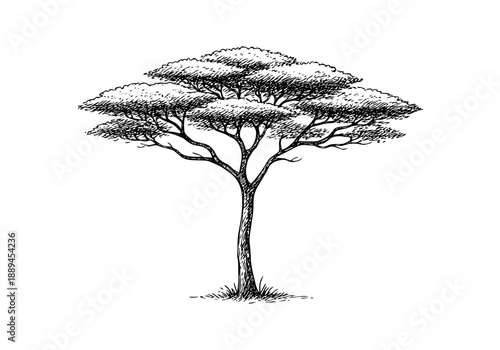 Acacia Tree Hand Drawn Illustration Vector by AZ for Books, Arts, Design and Decoration Graphic Asset