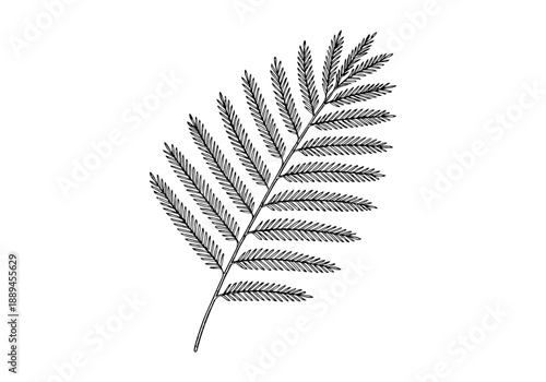 Acacia Tree Hand Drawn Illustration Vector by AZ for Books, Arts, Design and Decoration Graphic Asset