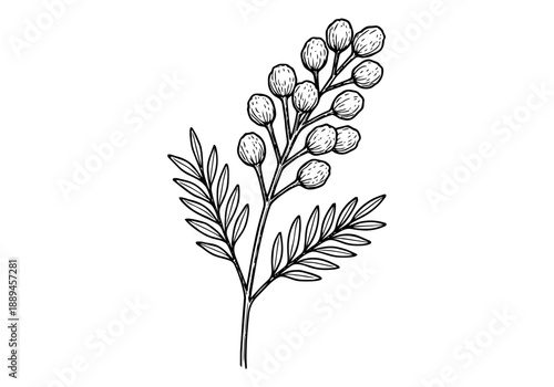 Acacia Tree Hand Drawn Illustration Vector by AZ for Books, Arts, Design and Decoration Graphic Asset