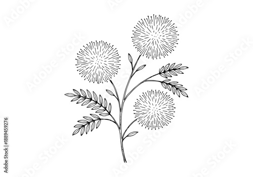 Acacia Tree Hand Drawn Illustration Vector by AZ for Books, Arts, Design and Decoration Graphic Asset