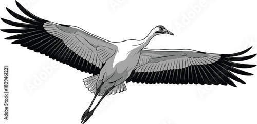 Detailed vector illustration of a flying crane bird with wide spread wings in black and white style on white background.