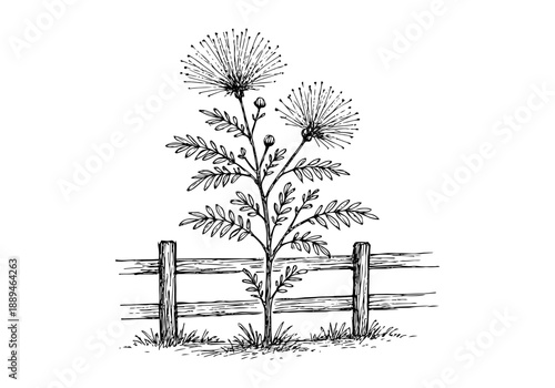 Calliandra Tree Plant Hand Drawn Illustration Vector by AZ for Books, Arts, Design and Decoration Graphic Asset