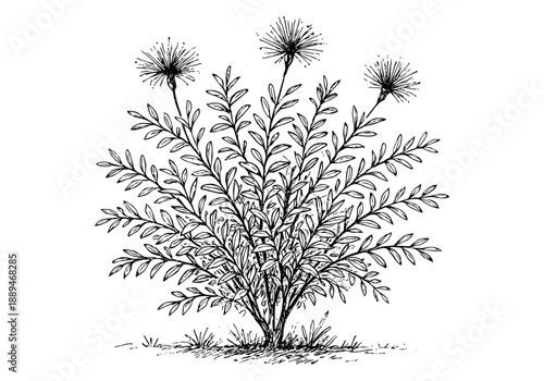 Calliandra Tree Plant Hand Drawn Illustration Vector by AZ for Books, Arts, Design and Decoration Graphic Asset