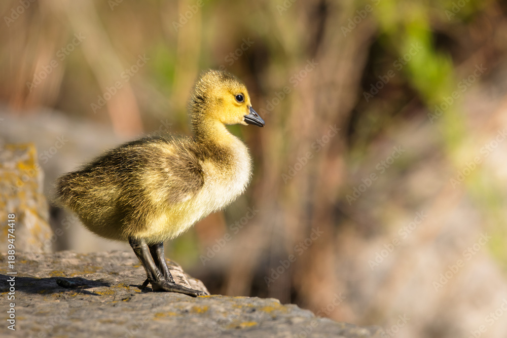 Obraz premium A single, fluffy Canada goose gosling stands in profile on a rock, its downy yellow and brown feathers highlighted by the natural light. A tranquil wildlife scene capturing new life in nature.