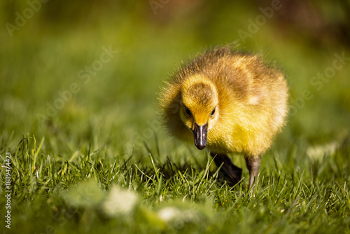 Photography A cute, fluffy yellow gosling foraging and eating fresh green grass in the warm spring sunlight