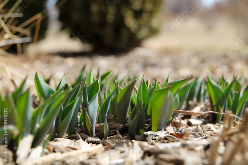 sprouting plants in garden mulch, growing plants, spring