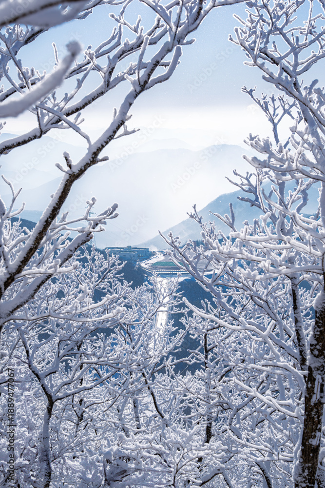 Fototapeta premium 정선군 함백산의 눈꽃 상고대