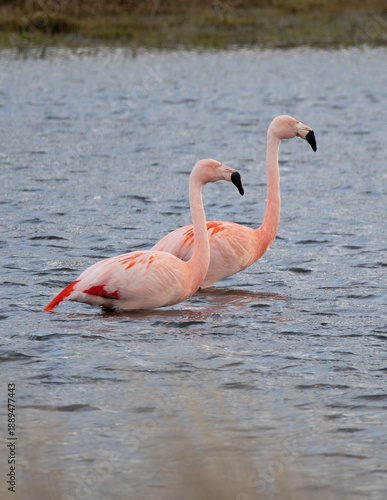 Phoenicopterus chilensis - flamenco chileno en laguna 