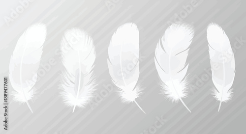 A collection of delicate white feathers displayed against a soft gradient gray background showcasing their textures