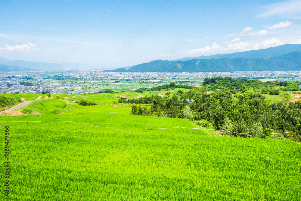 Obraz premium 姨捨の棚田 夏