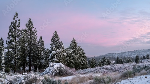 Blue hour winter scene, snow-covered ground, pine trees, beautiful sky, magical winter wonderland with frosty landscape and serene cold-weather nature setting