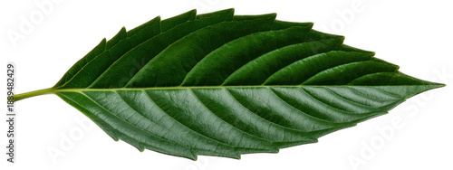 Green leaf with serrated edges and veins plant nature isolated on a transparent background