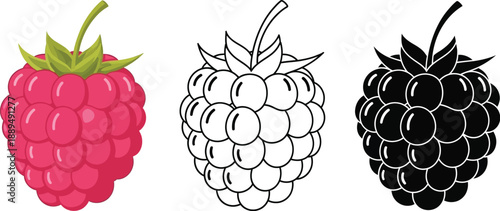 A colorful illustration of raspberries in different stages of design