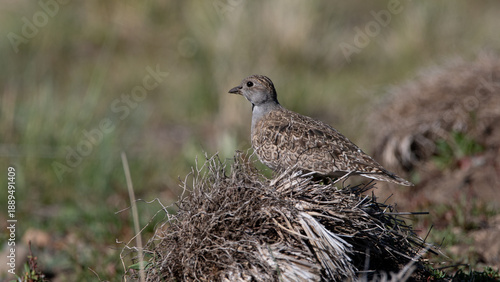 Perdicita macho 
Thinocorus rumicivorus