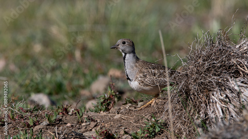 Perdicita macho 
Thinocorus rumicivorus
