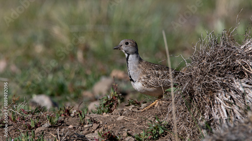 Perdicita macho 
Thinocorus rumicivorus