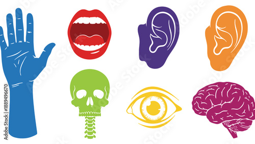 A colorful illustration of human body parts and senses on a white background