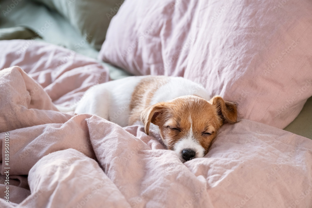 Obraz premium Adorable puppy sleeping peacefully on soft blanket.