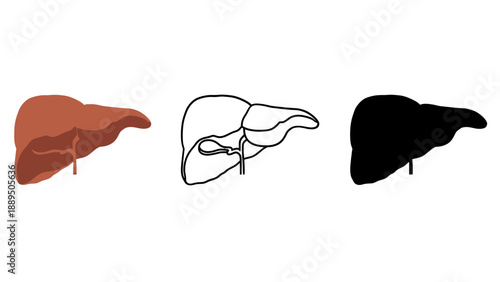 Anatomical illustrations of a human liver in different colors and styles