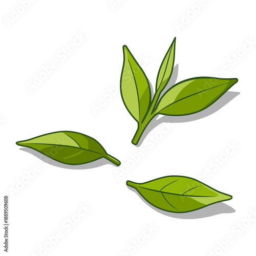 Green or black tea leaves, botanical plant illustration design. Leaf Vector Illustration.