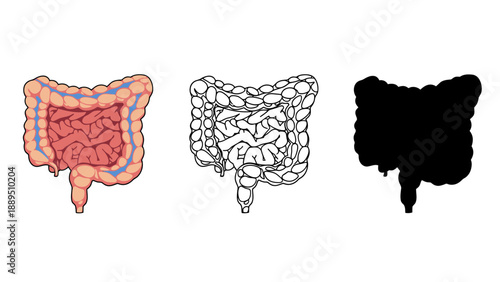 Anatomical illustrations of the human large intestine in different visual styles