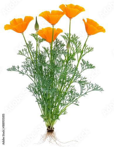 California Poppy Plant Roots Wildflower Growth