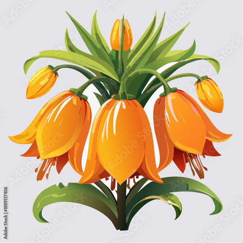 Orange imperial fritillary flowers with buds