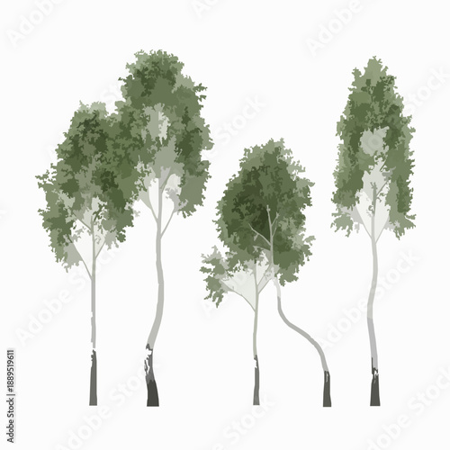 3D Silver Birch tree set isolated on white background for architecture and advertising design