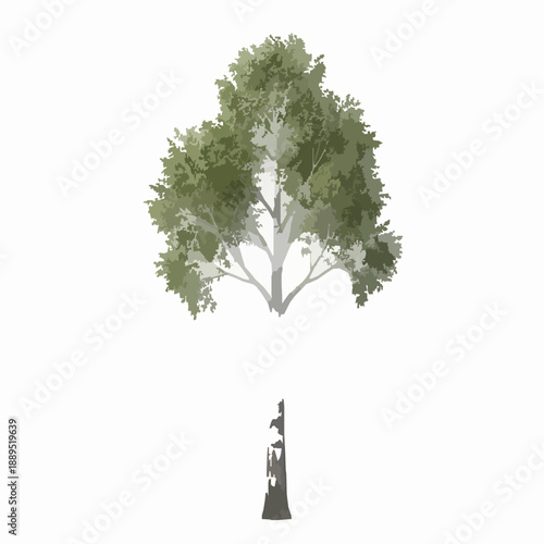 Realistic 3D Silver Birch tree isolated on white background for design advertising and architecture