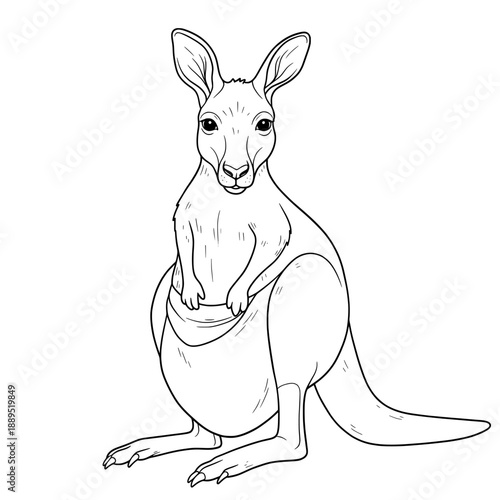 Line art illustration of a kangaroo with a pouch, facing forward on a white background