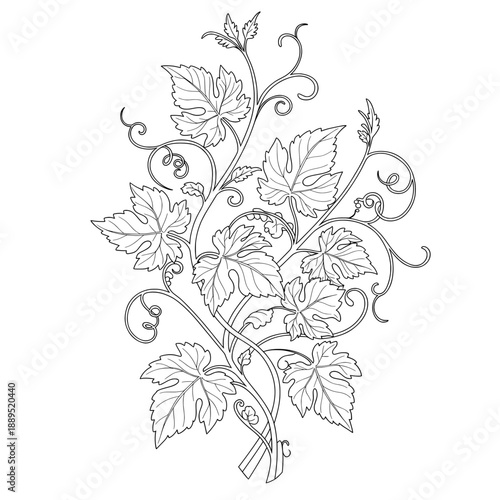 Vine leaves