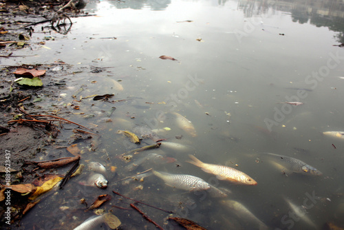 Polluted water, dead fish floating in the water, environmental problem.