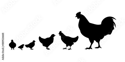 Chicken Life Cycle Silhouette Vector – Growth Stages from Egg to Rooster Icon