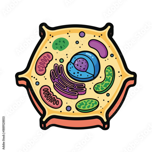 A cartoon cell with organelles
