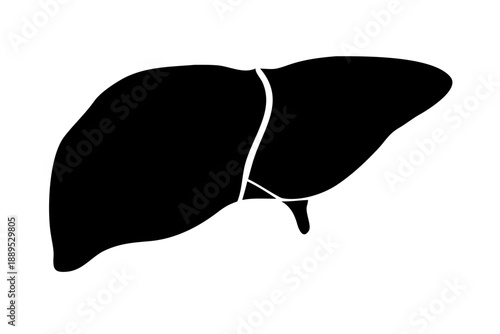 Human Liver Silhouette Vector – Medical Anatomy Internal Organ Health Icon