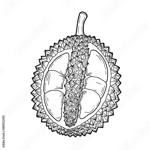 Line drawing shows a cut durian fruit with seeds, segments and prickly skin