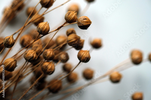 dry flax pods	