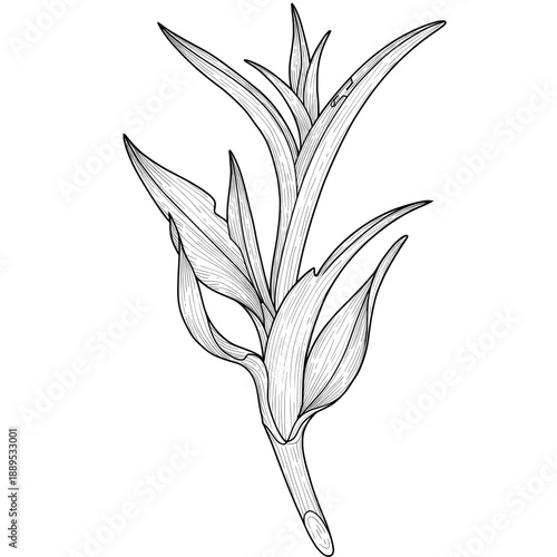 Sketch of plant with spiky leaves