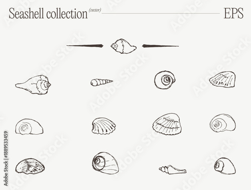 Variety of Marine Seashells Pencil Sketch Set
