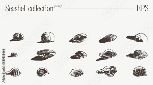 Variety of Marine Seashells Pencil Sketch Set