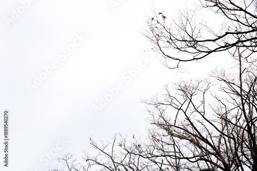 Wallpaper Mural A minimalist composition of bare tree branches reaching across a bright, overcast sky. The dark, intricate silhouettes of the winter wood stand in sharp contrast to the seamless white background Torontodigital.ca