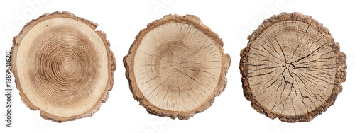Three cross-sections of wood showing concentric rings, cracks, and textured bark edges