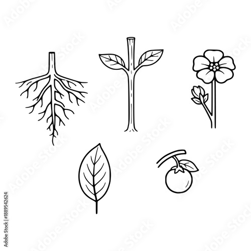 Plant organ illustration set in monoline style