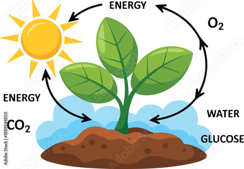 Photosynthesis Process Infographic Plant Energy and Oxygen Cycle