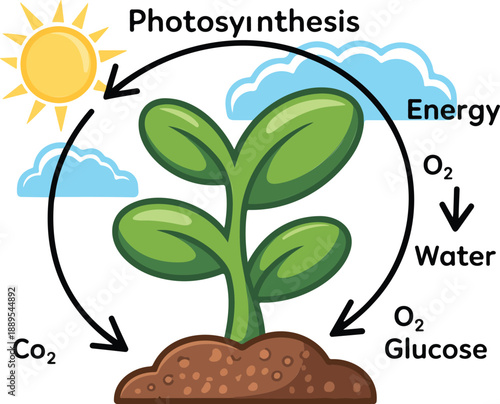 Photosynthesis Process Infographic Plant Energy and Oxygen Cycle