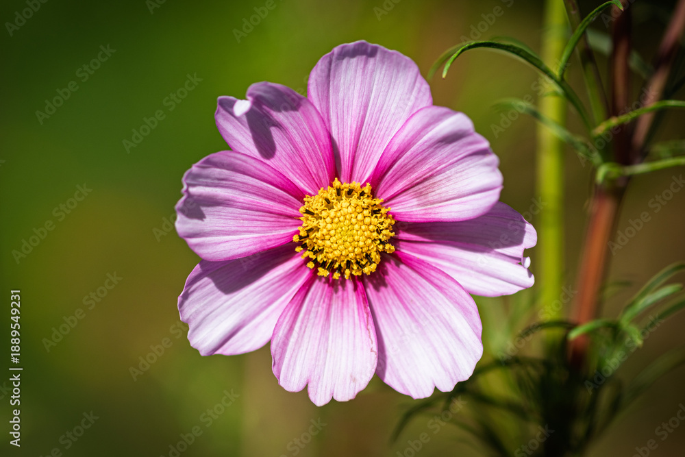 Obraz premium Close-up of pink cosmos flower