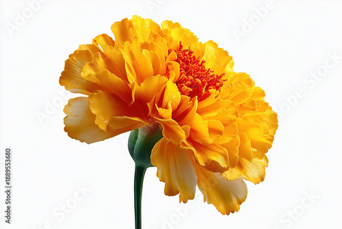 Vibrant yellow marigold flower with delicate petals against white background